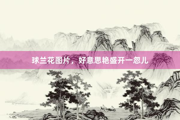 球兰花图片,好意思艳盛开一忽儿